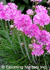 Armeria maritima                                  